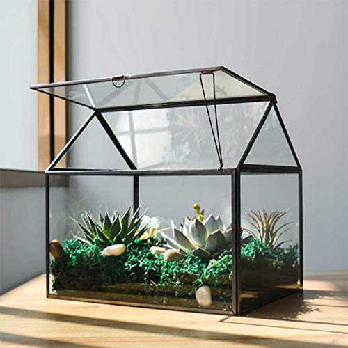 Large Glass Plant Terrarium Kit