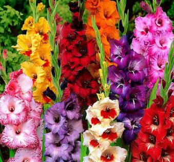 Colorful Gladiolus Bulbs for Vibrant Garden Borders