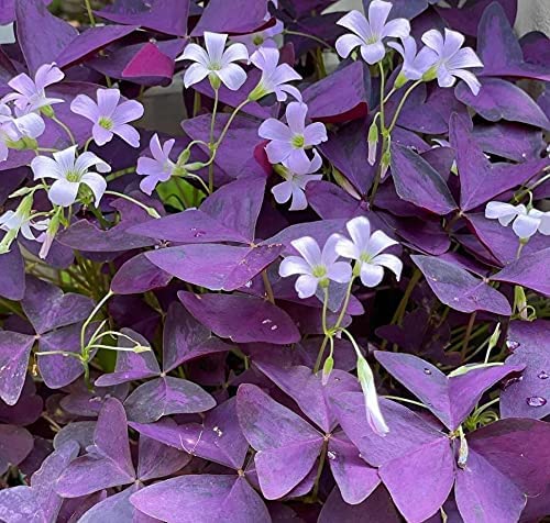 16 Bulbs - Purple Shamrocks for Planting Oxalis Triangularis