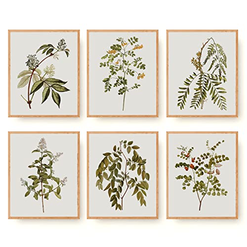 Vintage Botanical Wall Art Prints Set for Home Decor