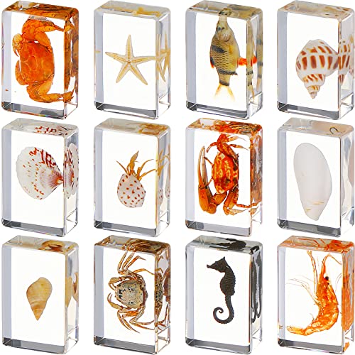 Insect in Resin Specimen Bugs Collection Paperweights