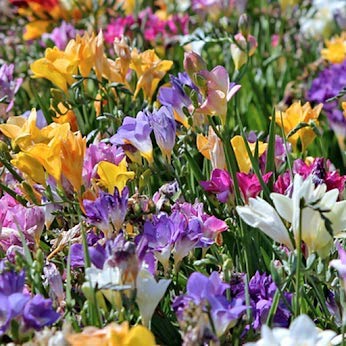 Vibrant Freesia Mixed Perennial Flower Bulbs - Easy to Grow