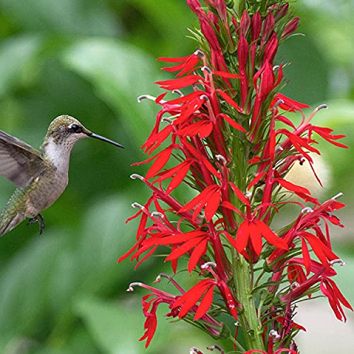 Cardinal Flower: A Beautiful Pond Plant for Your Water Garden