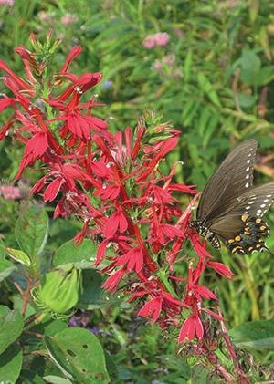 Cardinal Flower Seed Packet