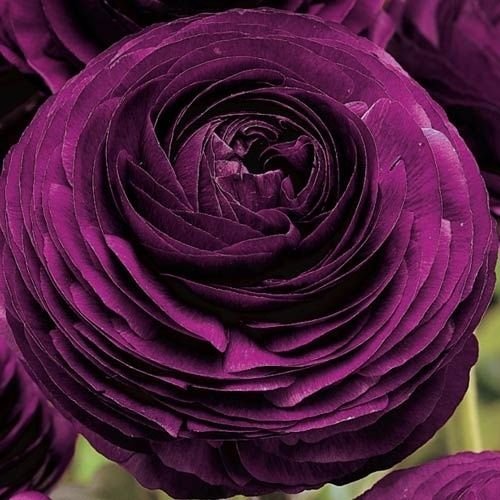 Purple Ranunculus Bulbs - Garden Decoration Cut Flowers
