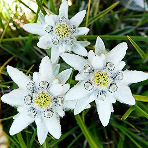 Edelweiss Seeds - Attract Pollinators & Beautiful Woody Flower