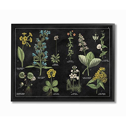 Stupell Antique Flower Chart Wall Art