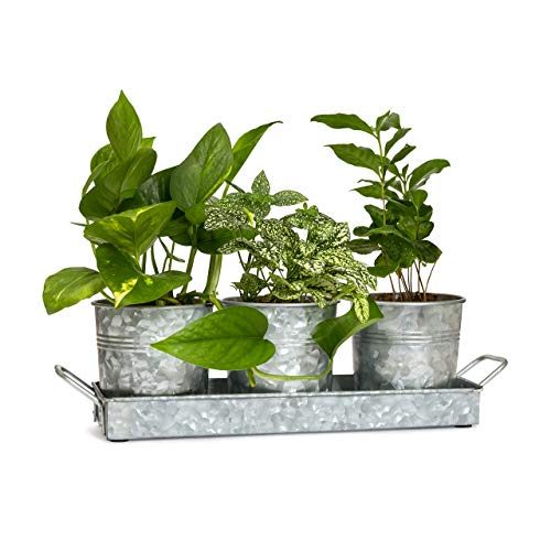 Farmhouse Flower Herb Pot Set with Tray