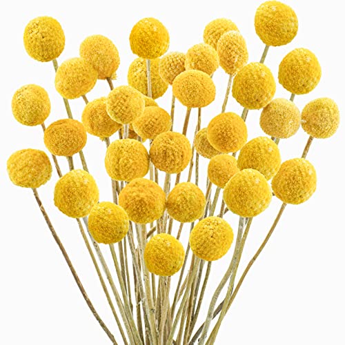 Uieke Dried Billy Balls Flowers Bouquet for Flower Arrangements Yellow