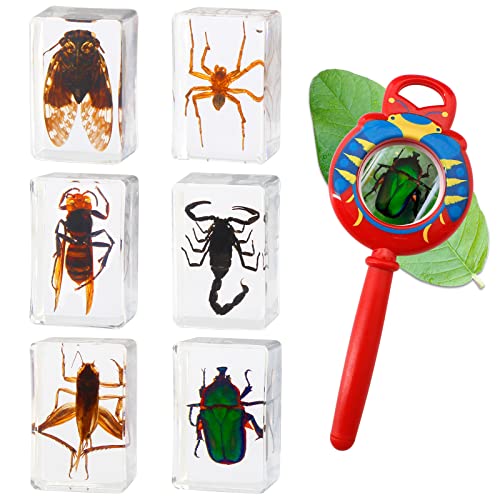 Educational Bug Toys with Real Insects in Resin