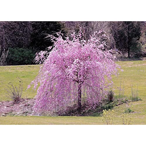 Dwarf Purple Weeping Cherry Tree