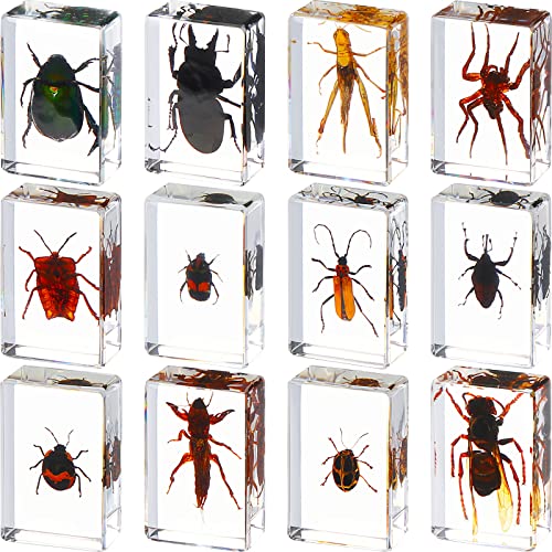 Insect in Resin Specimen Bugs Collection