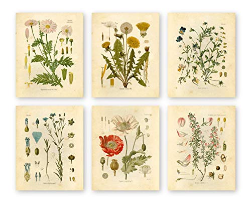 Botanical Prints Wildflower Prints