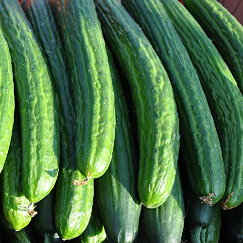 Cucumber Seeds - Long Burpless F1