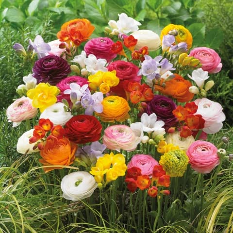 Votaniki Grand Freesia Bulbs & Ranunculus Flowers - Colorful Flower Bulb Set