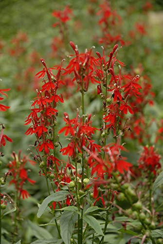 American Beauties Cardinal Flower Perennial