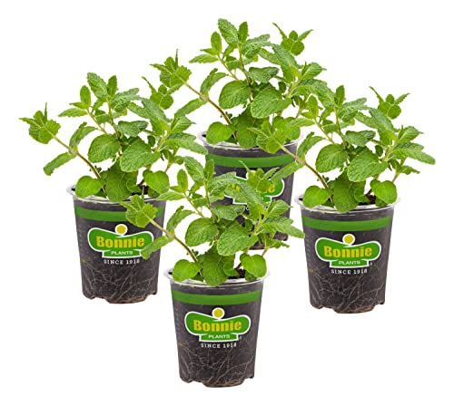 Sweet Mint Live Edible Aromatic Herb Plant - 4 Pack