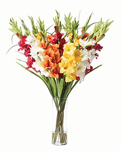 Rainbow Mix Gladiolus Flower Bulbs - 20 Bulbs - Attracts Bees, Butterflies, Hummingbirds