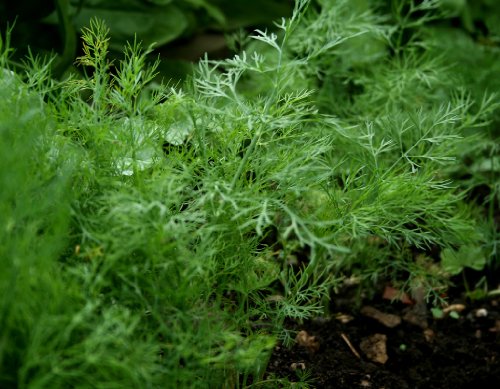 Dill Herb Seeds- Bouquet: Grow Your Own Dill Forest!