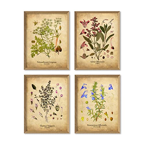 Vintage Herb Print Set - Farmhouse Kitchen Decor