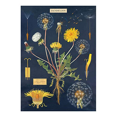 Cavallini Dandelion Chart Decorative Wrap Poster