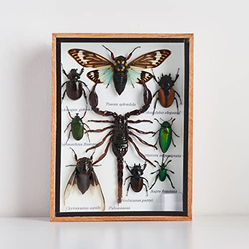 Rare Insect Taxidermy Set for Collectibles