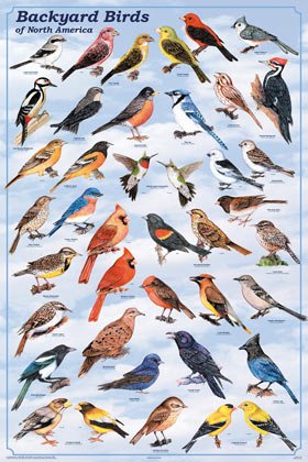 Colorful Backyard Birds Poster - Educational and Aesthetic