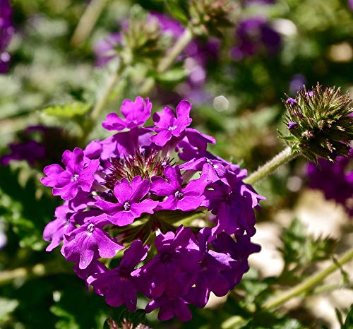 Moss Verbena - Purple Flower Groundcover Seeds