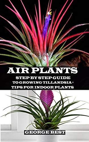 Growing Tillandsia: A Comprehensive Guide for Indoor Plants
