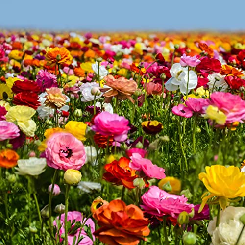Mixed Ranunculus Bulbs - Vibrant Colors for Your Garden