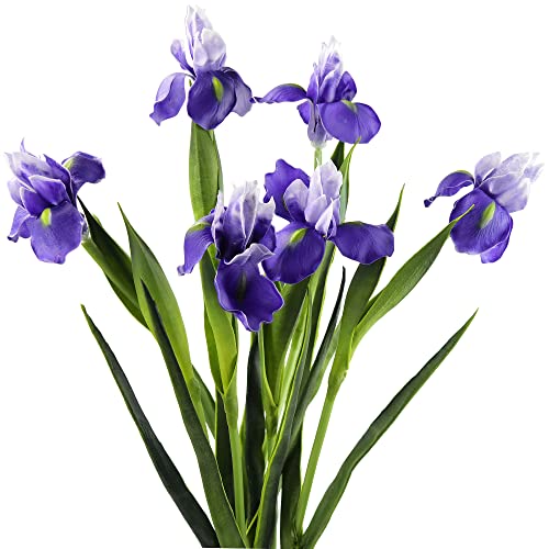 FiveSeasonStuff Iris Flower