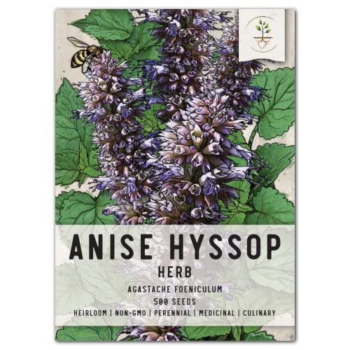 Seed Needs Anise Hyssop Seeds