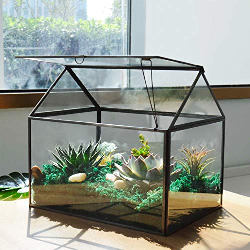 Large Glass Plant Terrarium