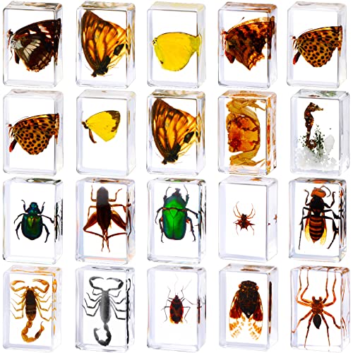 Bug Resin Insects Collection Paperweights