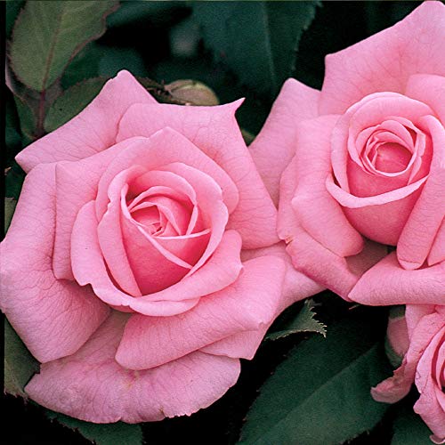 Belinda's Dream Shrub Rose - Enhance Your Garden with Pink Elegance