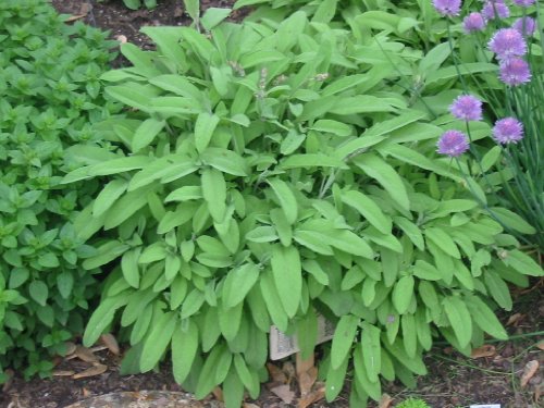 Clovers Garden Sage Herb Plant