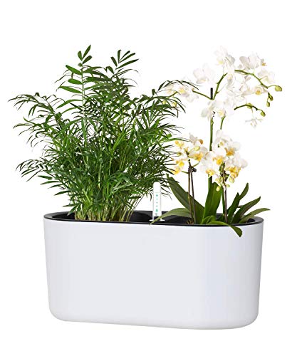 GardenBasix Oval Self Watering Planter Pot