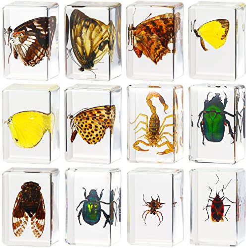 Insect in Resin Specimen Bugs Collection