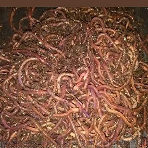 700 Red Wiggler Composting Worms