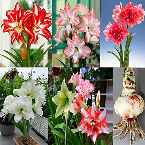 Amaryllis Bulbs for Exotic Flowering in Home Gardens