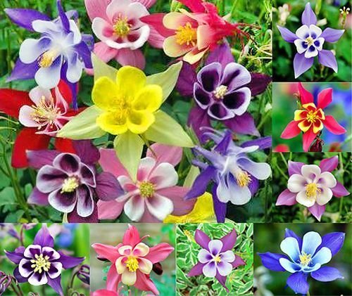 Colorful Perennial Flower Seeds