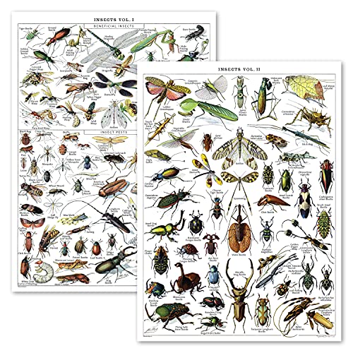 Vintage Insect Poster - Entomology Identification Chart