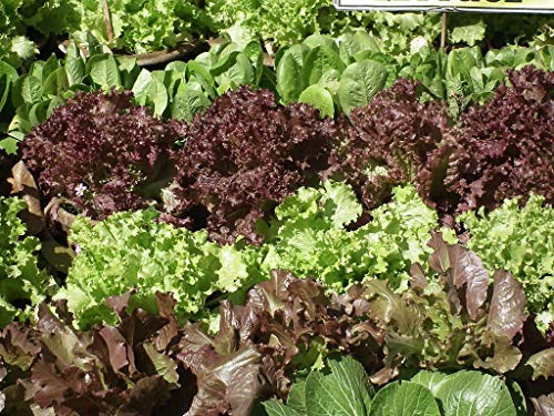 Hydroponic Mix Lettuce Seeds by Liliana's Garden