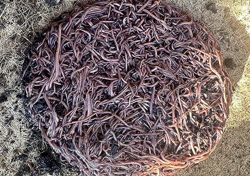 Premium Red Wiggler Composting Worms
