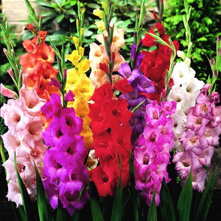 Assorted Gladiolus Flower Bulbs - 50 Bulbs in Mixed Colors