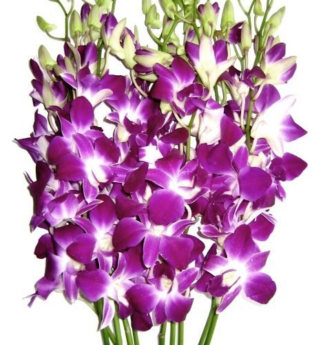 Premium Cut Purple Orchids - Delicate and Vibrant Floral Arrangement