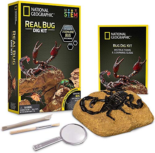Real Bug Dig Kit