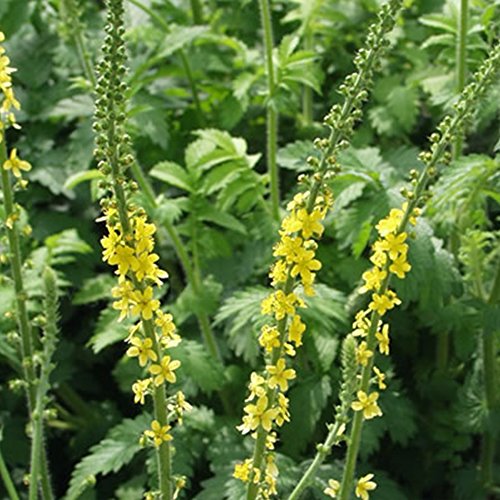 Agrimony Seeds - Packet of 50 Seeds