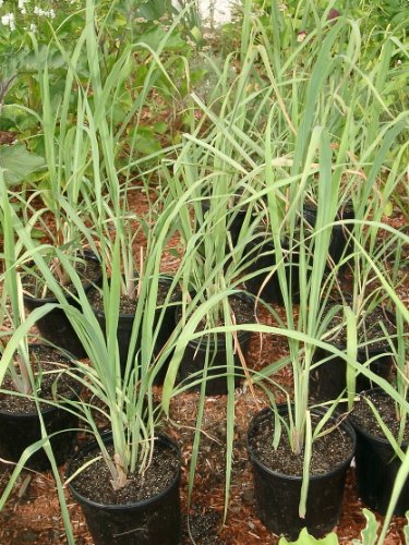 Thai Lemongrass Rootstalk - A Fragrant and Versatile Herb