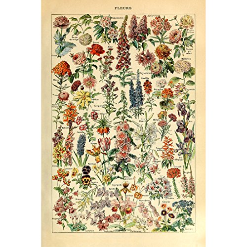 Flower Botanical Collections Poster